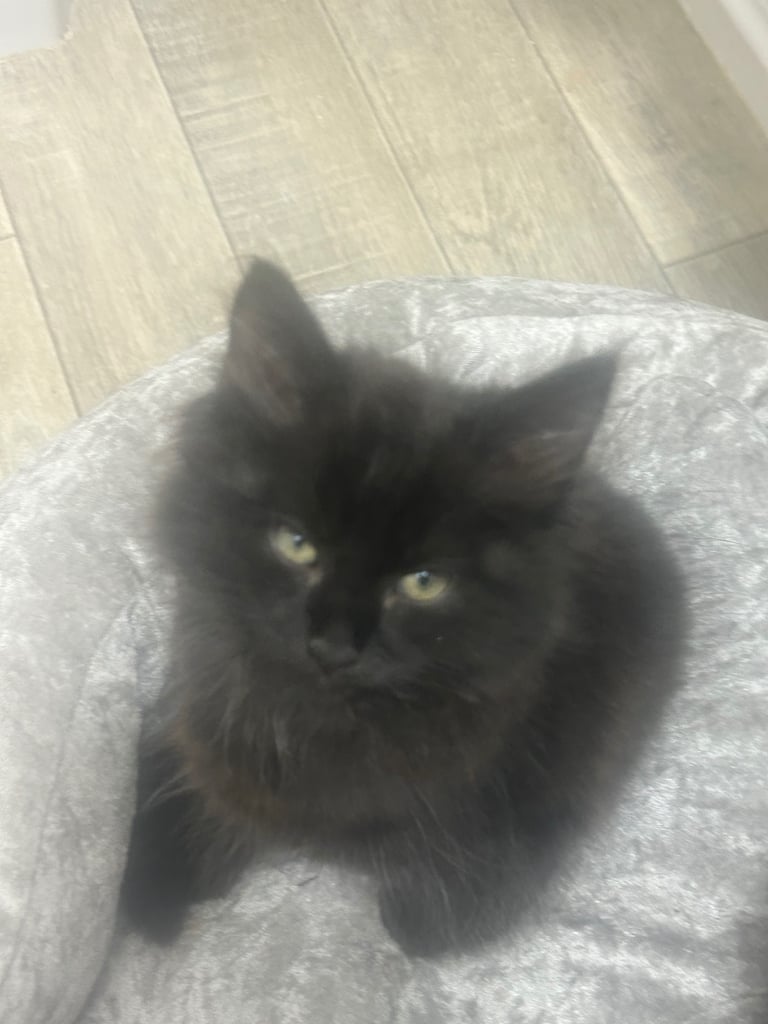 Female kitten 12 weeks