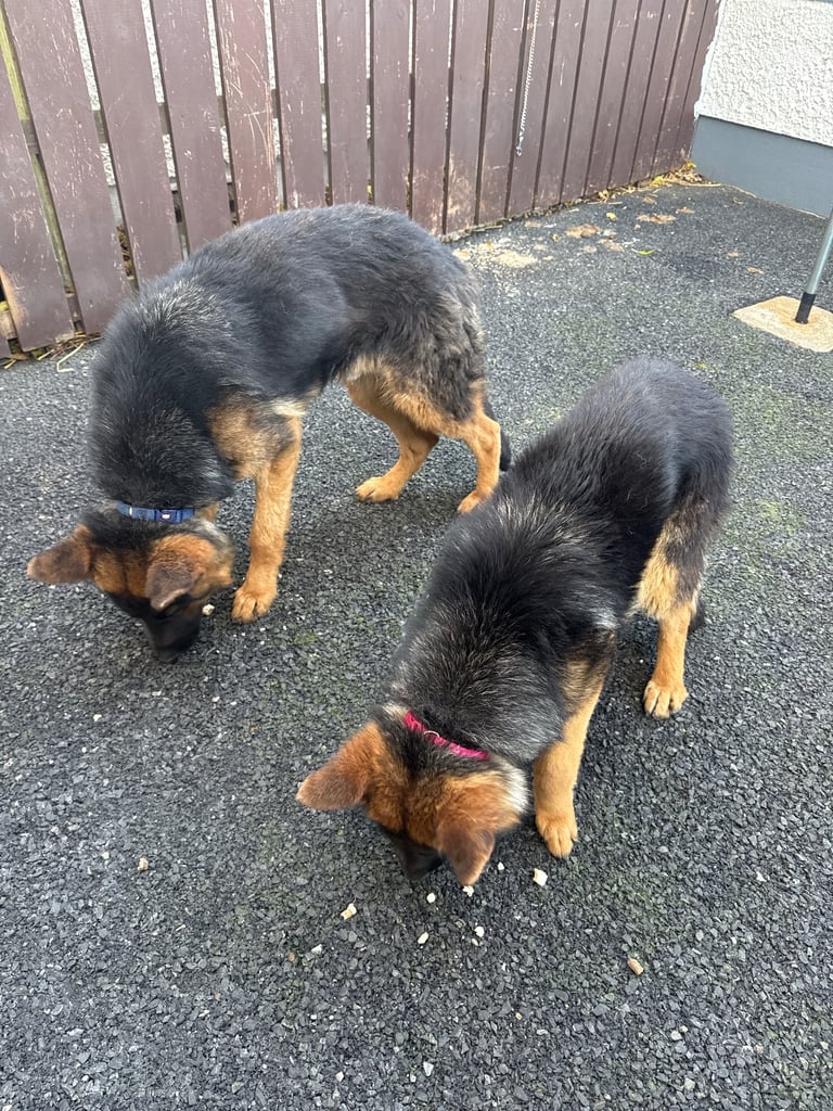 2 Pedigree German shepherds 