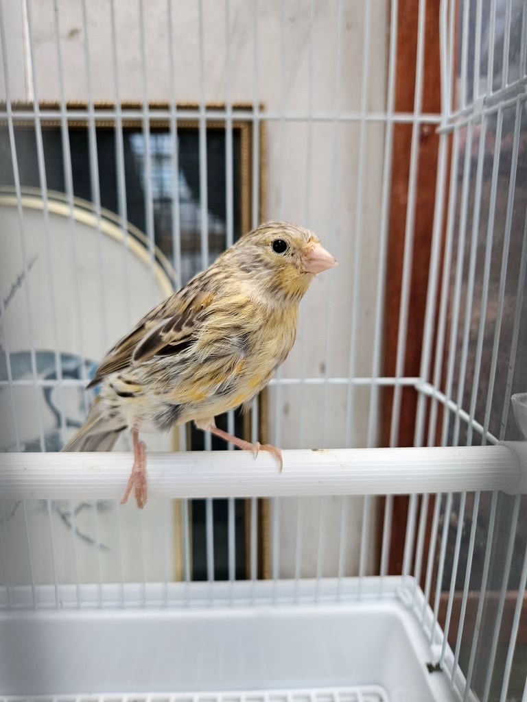 Canary 