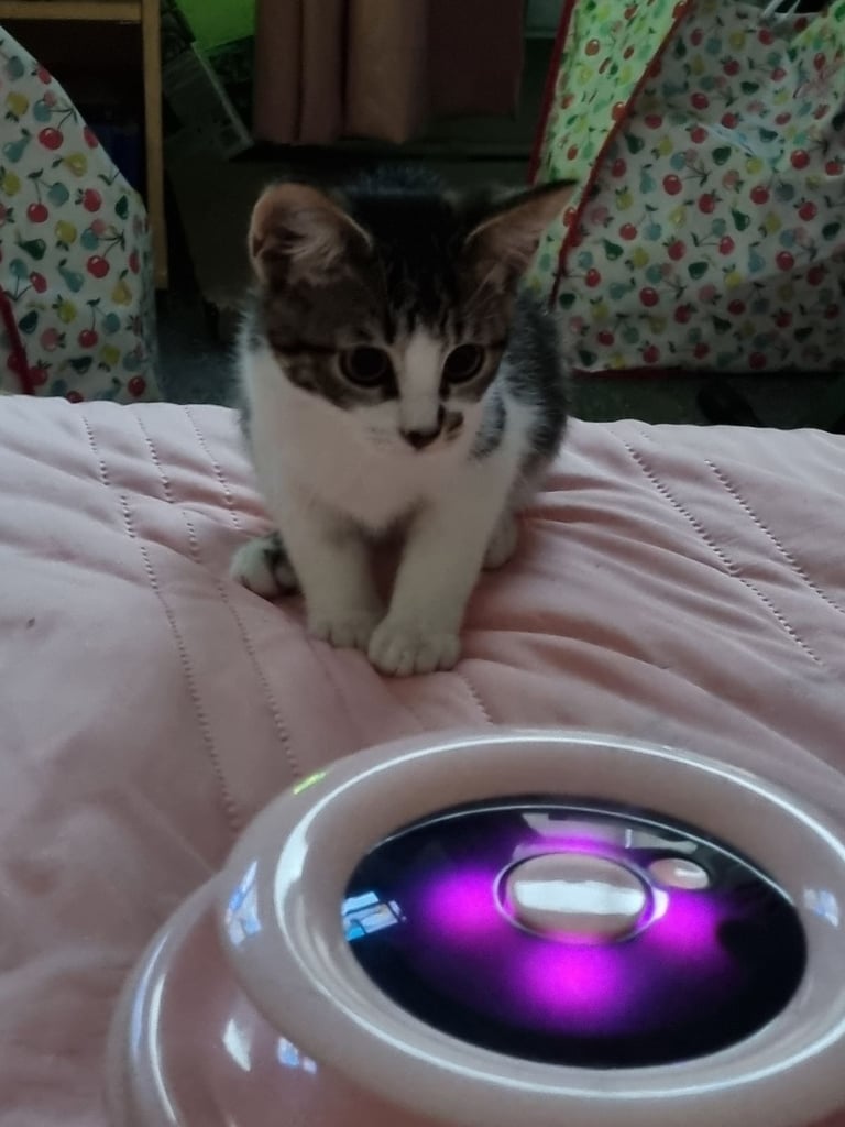 Home needed to re-home adorable kitten