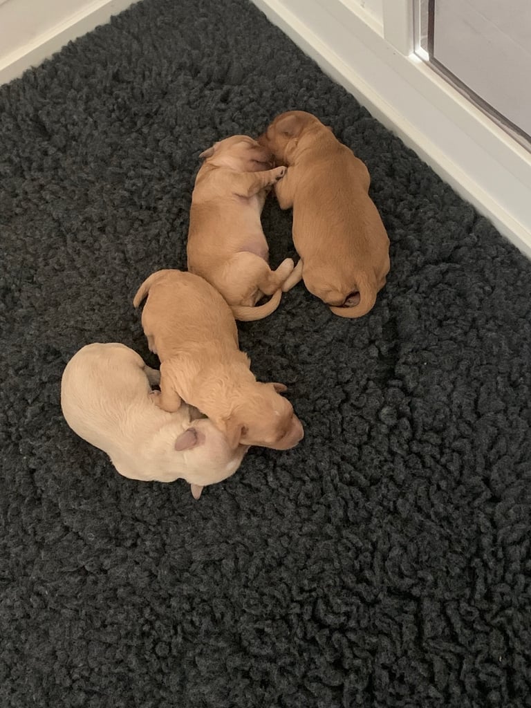 Cavapoochon puppies 