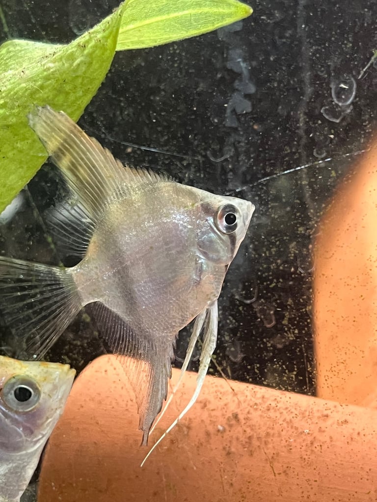 Longfin silver pinoy angelfish. 