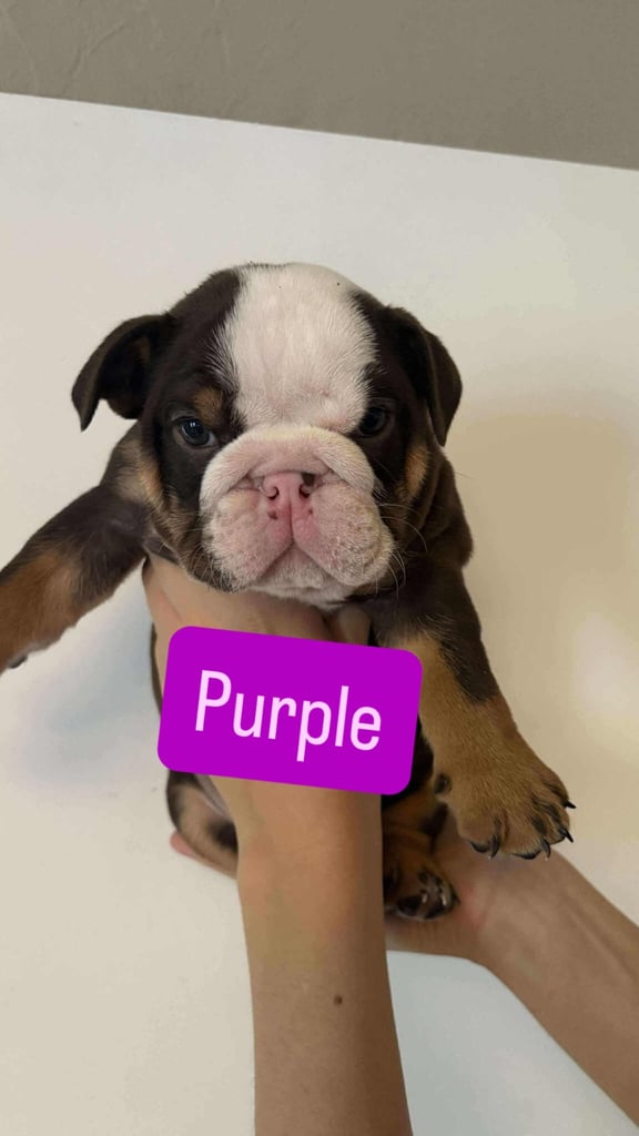 Stunning English Bulldog Puppies 