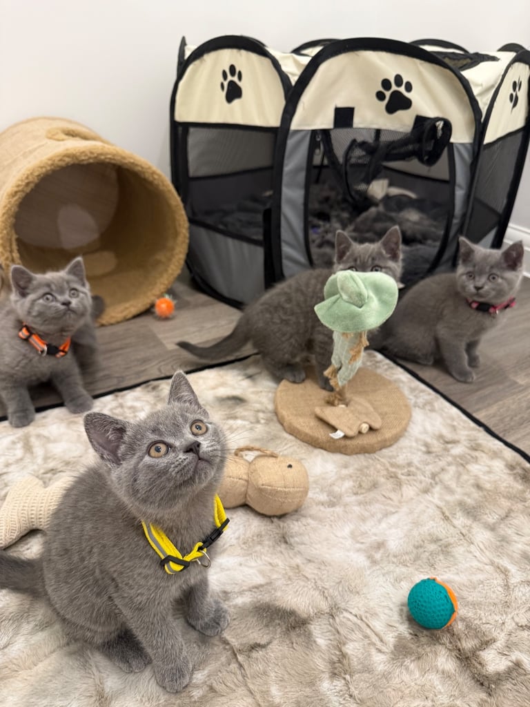 Gorgeous Blue Kittens – British Shorthair x Russian Blue Mix 