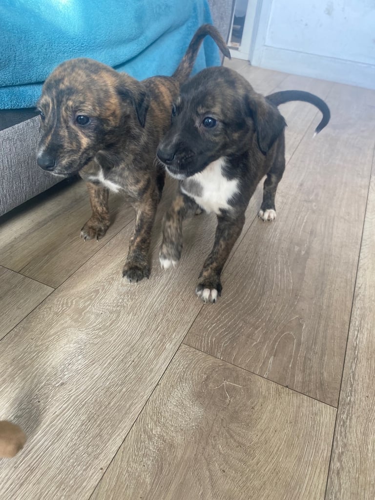 image for Saluki greyhound x bullgrey lurcher puppies