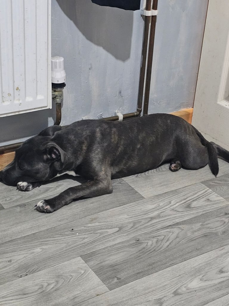  staffordshire bull terrier blue brindle female 