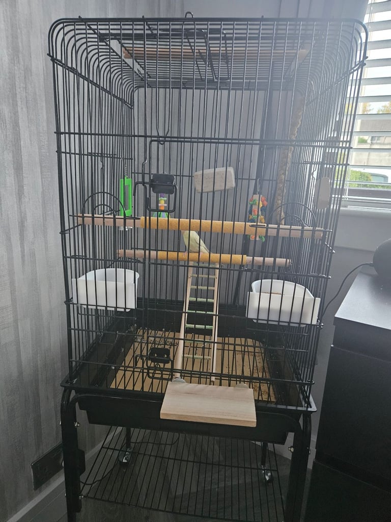 Budgie with cage