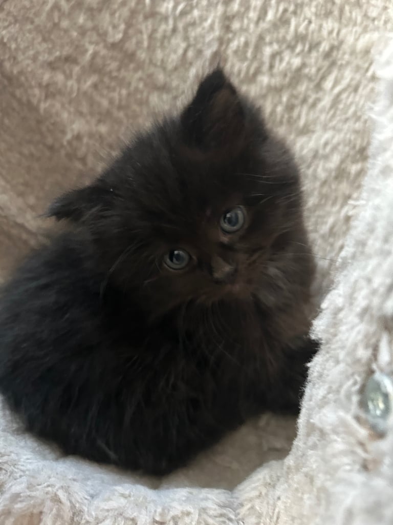 Only 2 black kittens left  READY TO LEAVE 