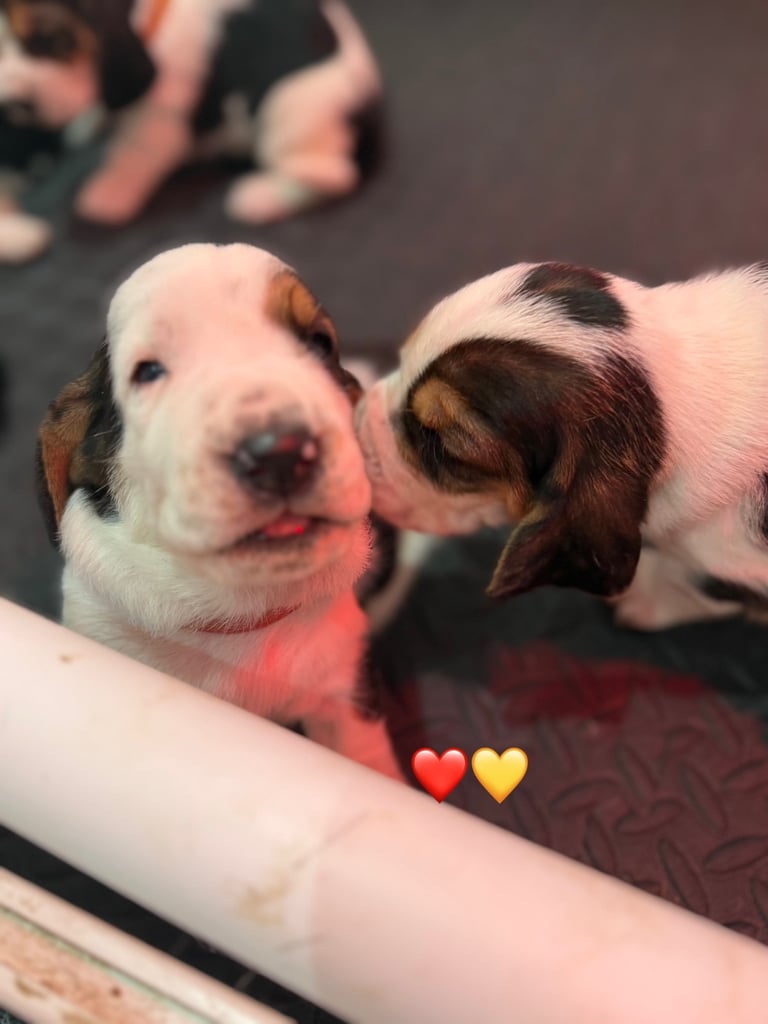 Chunky Bassett Hound Puppies 