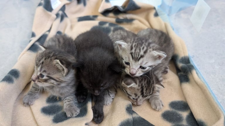 Kittens check description 