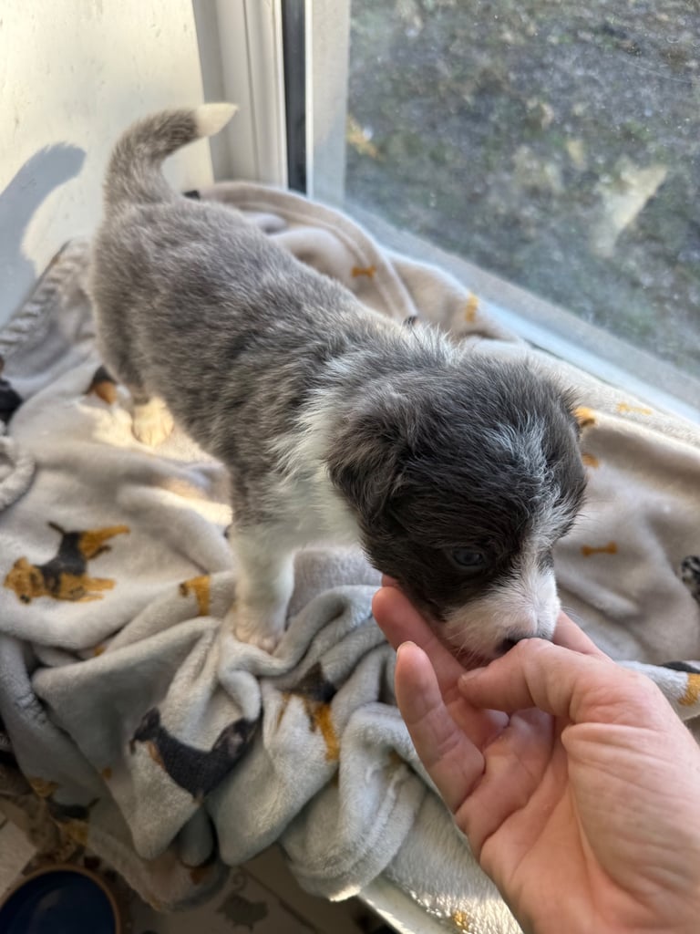 Collie puppies 