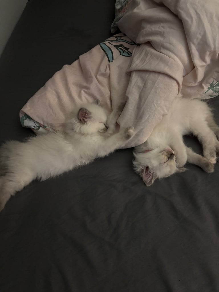Ragdolls kitten  4 left 