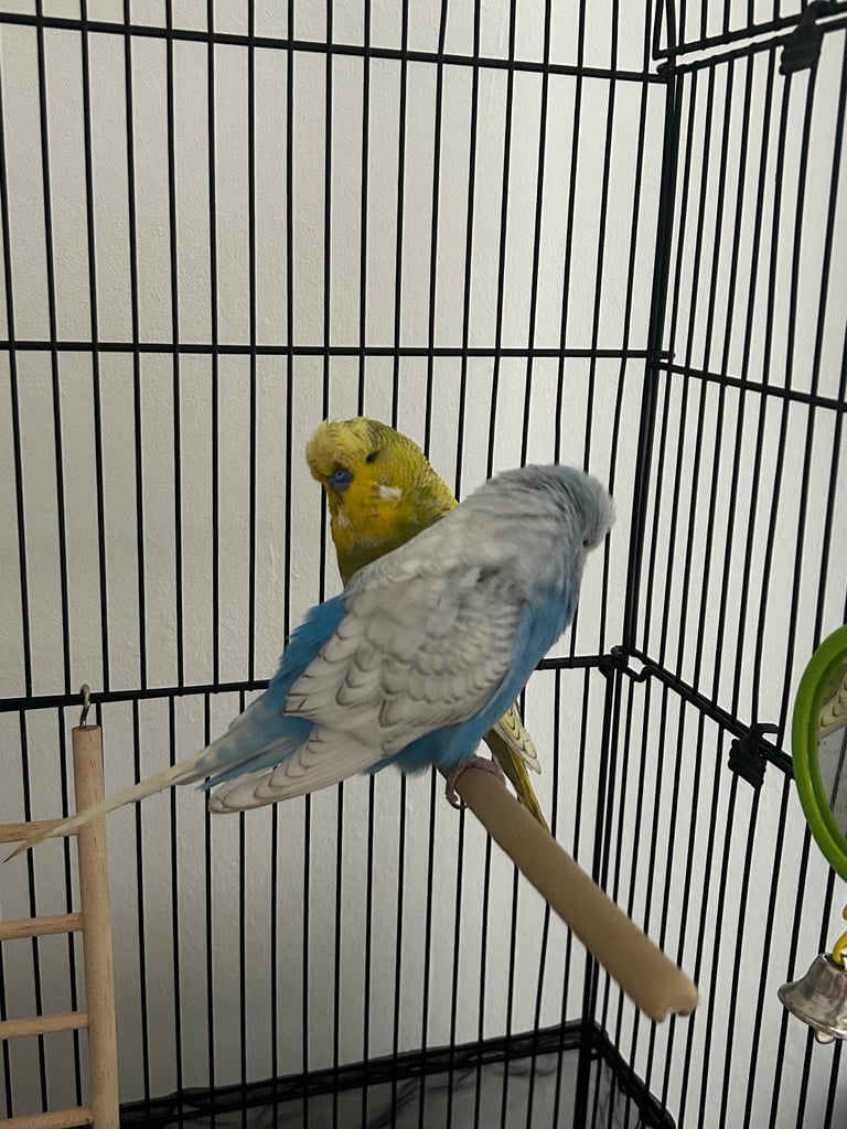 2 budgies  with cage 