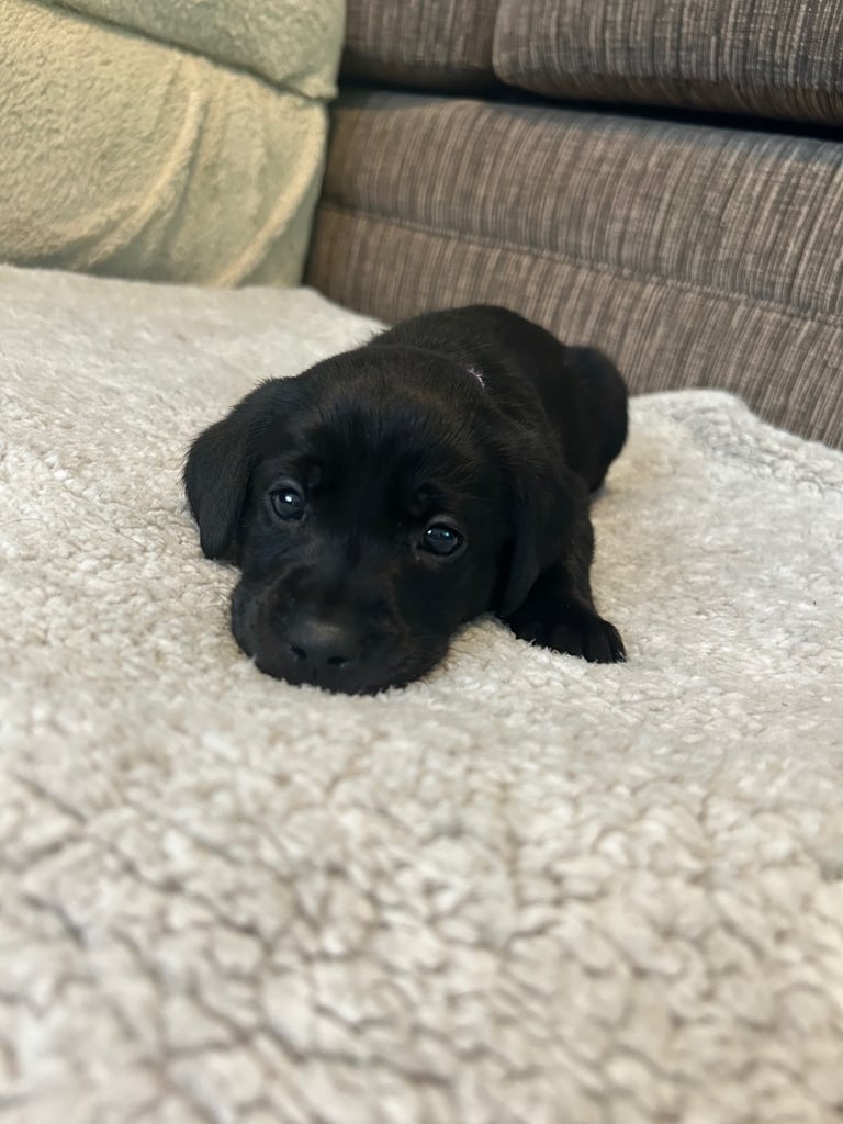 3 Labrador puppies left 