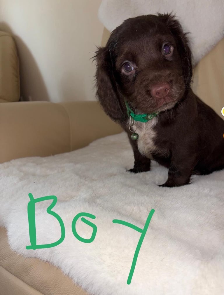 Cocker Spaniel Puppies