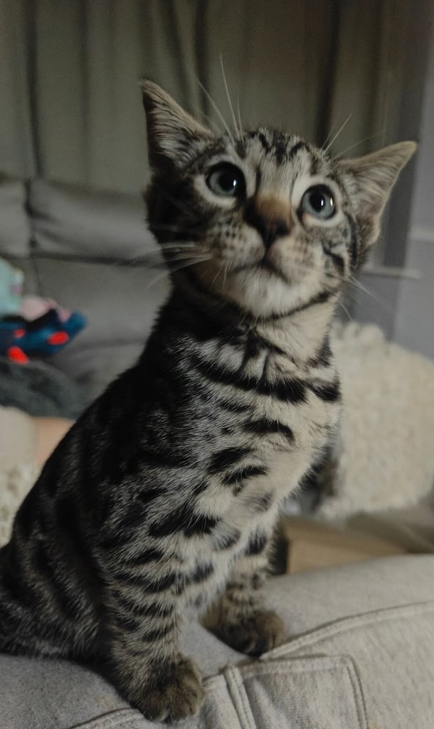 Charcoal/silver bengals