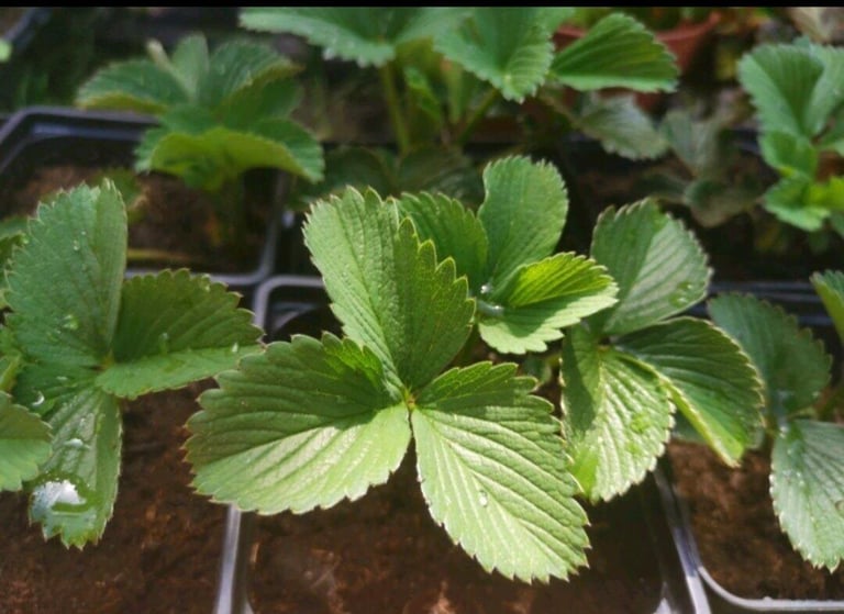 image for Healthy Strawberry plants 