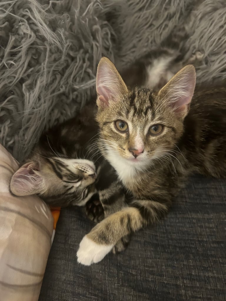 2 tabby little brother kittens must stay together ❤️