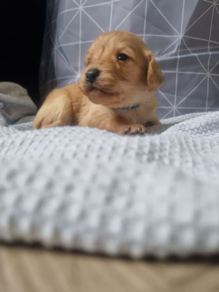 Poodle crossed king charles (cavapoo/cavadoodle )