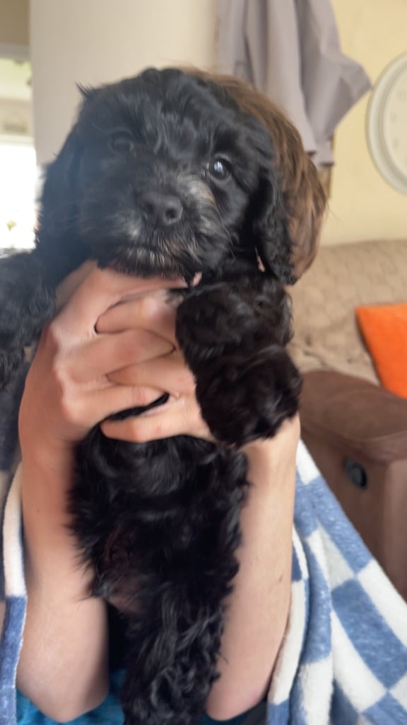 9 week old sproodle 