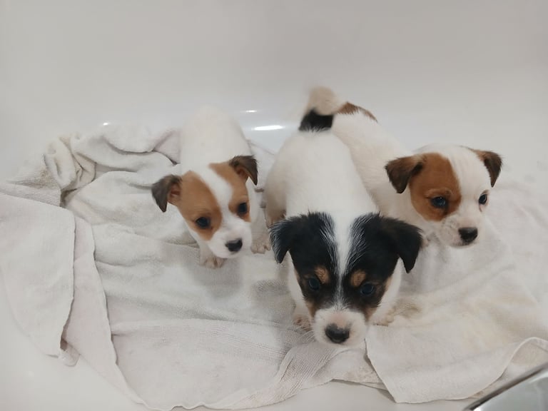 Jack Russell Puppies