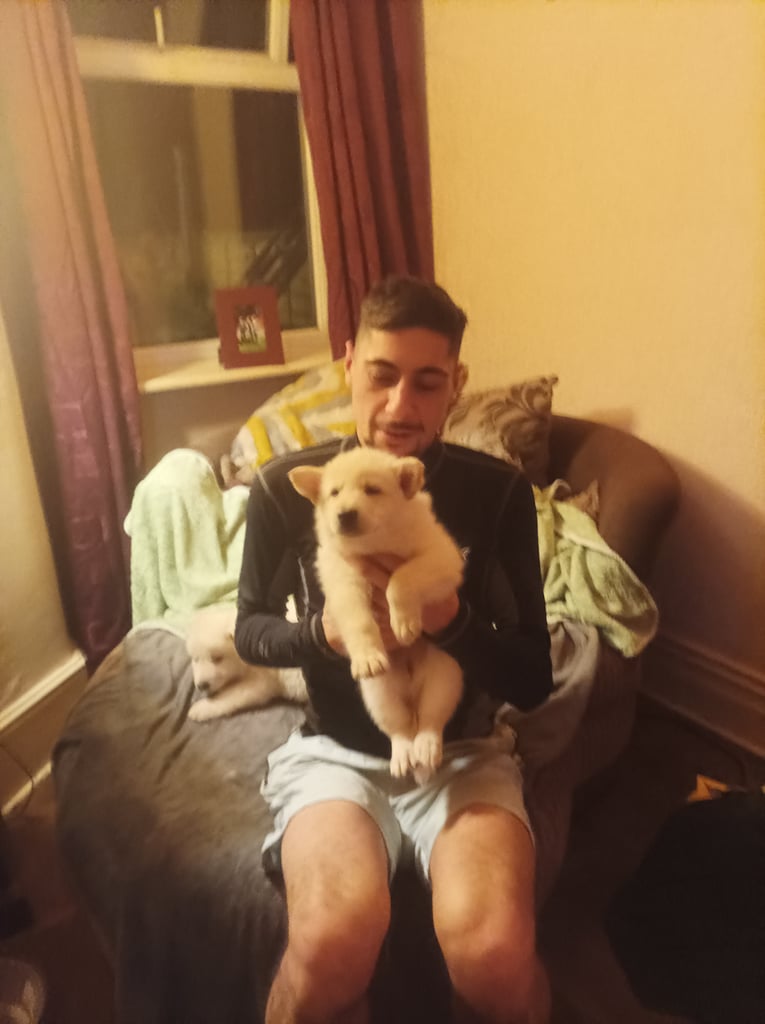 Northern Inuit X apricot German shepherd puppie