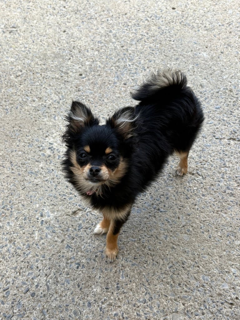 image for pomeranian girl 