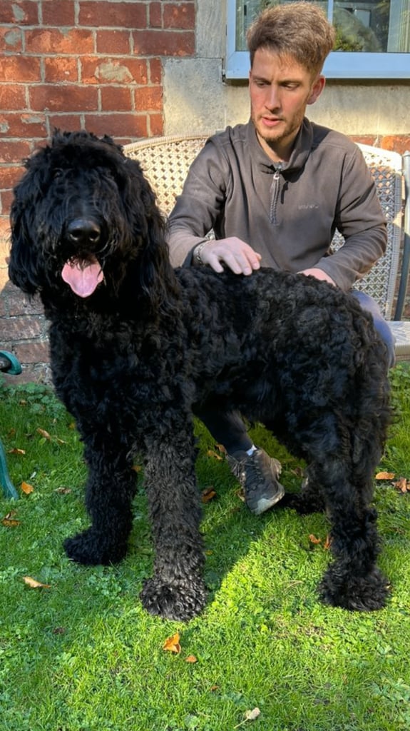 Bruno.Wonderful 1 year old Bermedoodle  Seeks New Bestie
