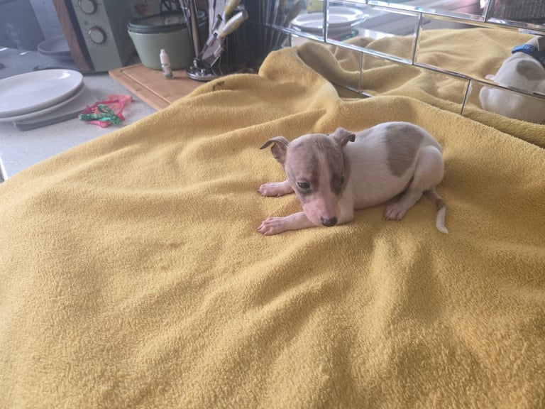 Whippet pups for sale 
