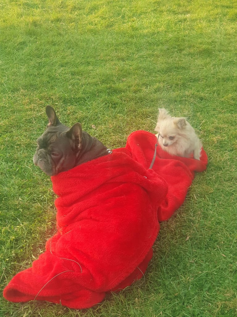 Chihuahuas and French bulldog 