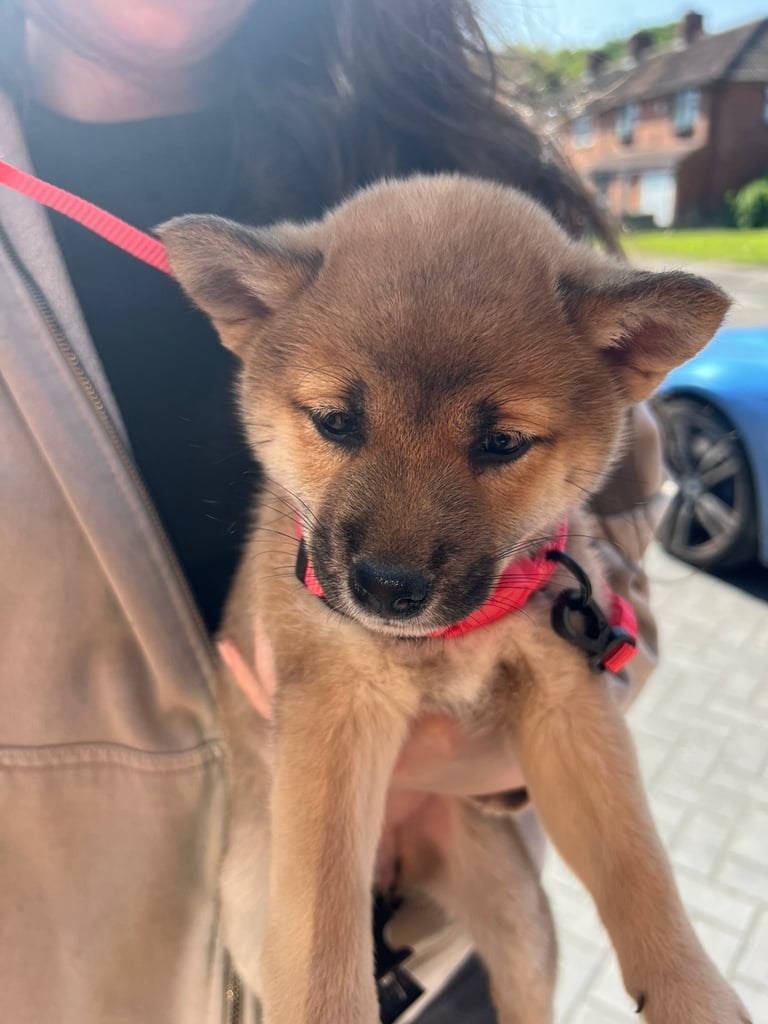 Gorgeous Shiba Inu 8 weeks old puppy