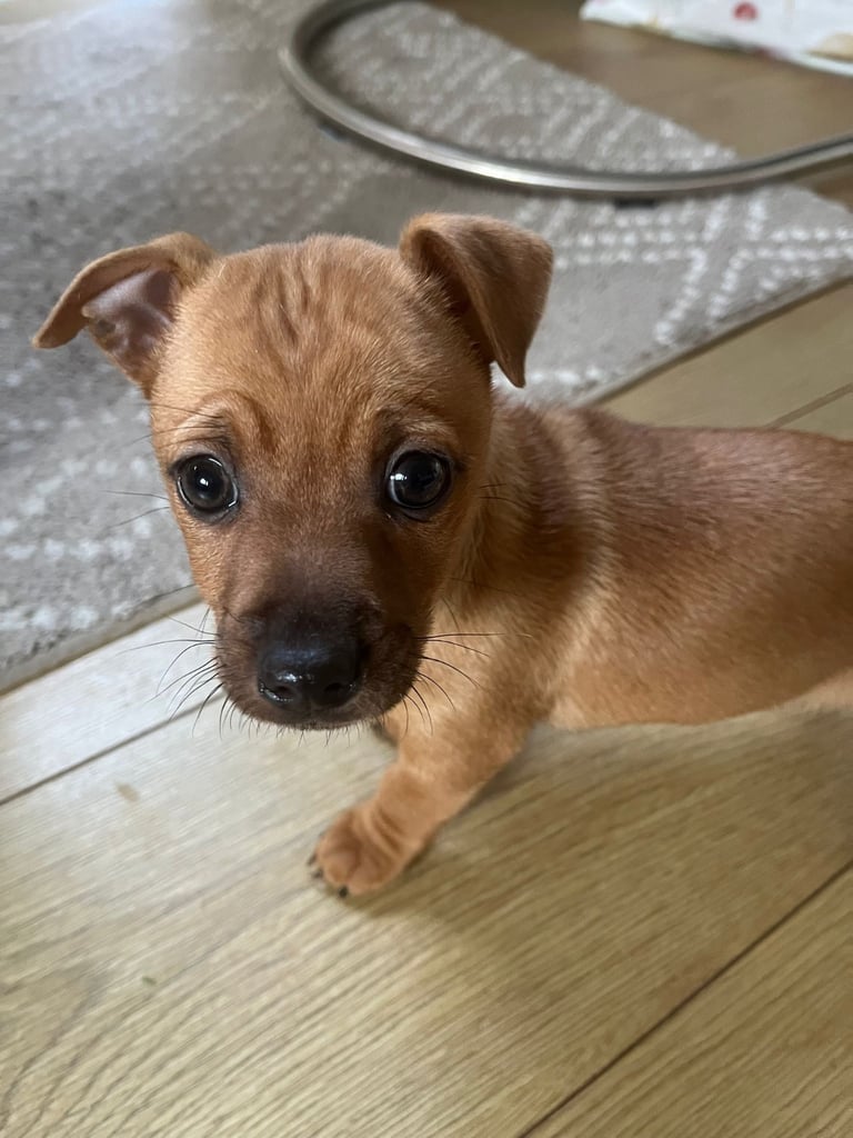 1 Jack Russel x Chihuahua pup left
