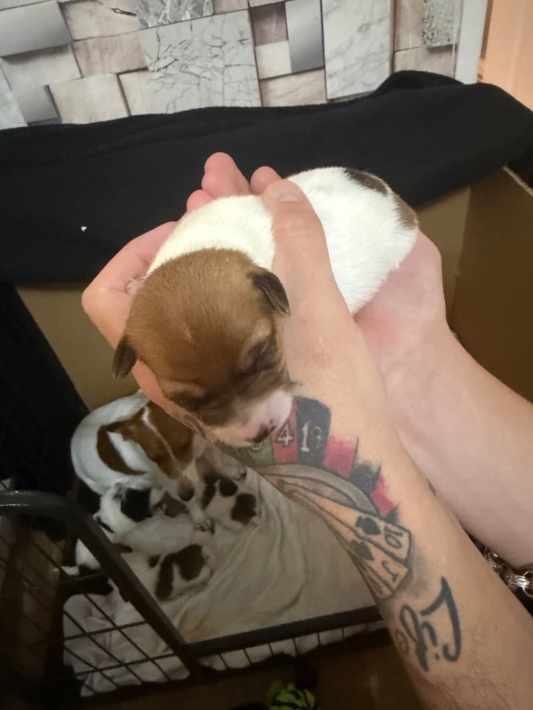 Stunning Jack Russell terriers 