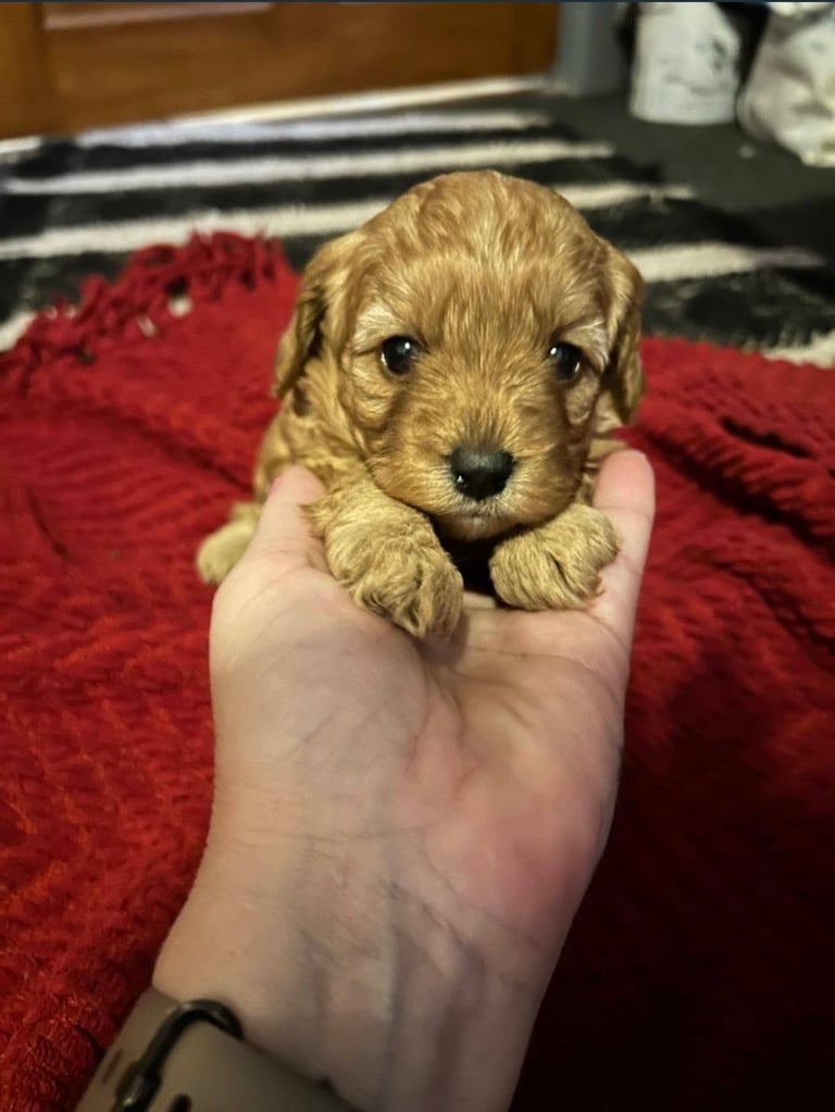 Cute Cavapoo Puppy Girl 