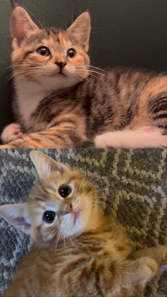Cutest Ginger and Calico kitten siblings looking for a new forever home❤️
