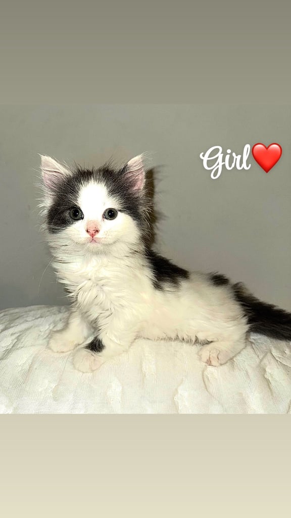 image for mixed bread kittens for sale