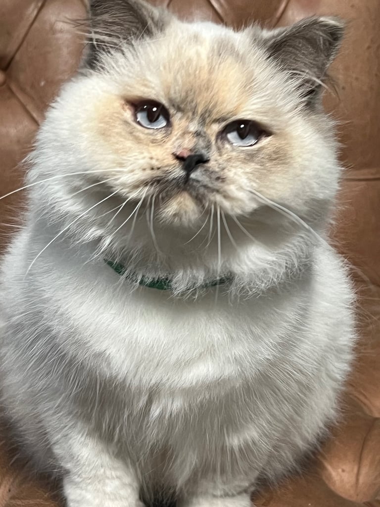 British Shorthair & British Longhair Kittens