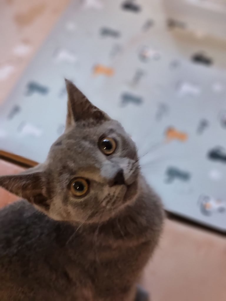 Russian Blue cat 