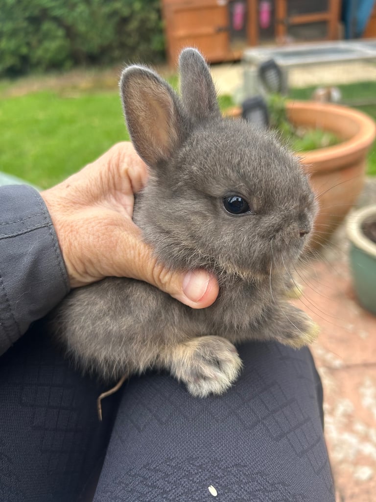 ONLY ONE LEFT! Beautiful Netherland dwarf baby bunnies 