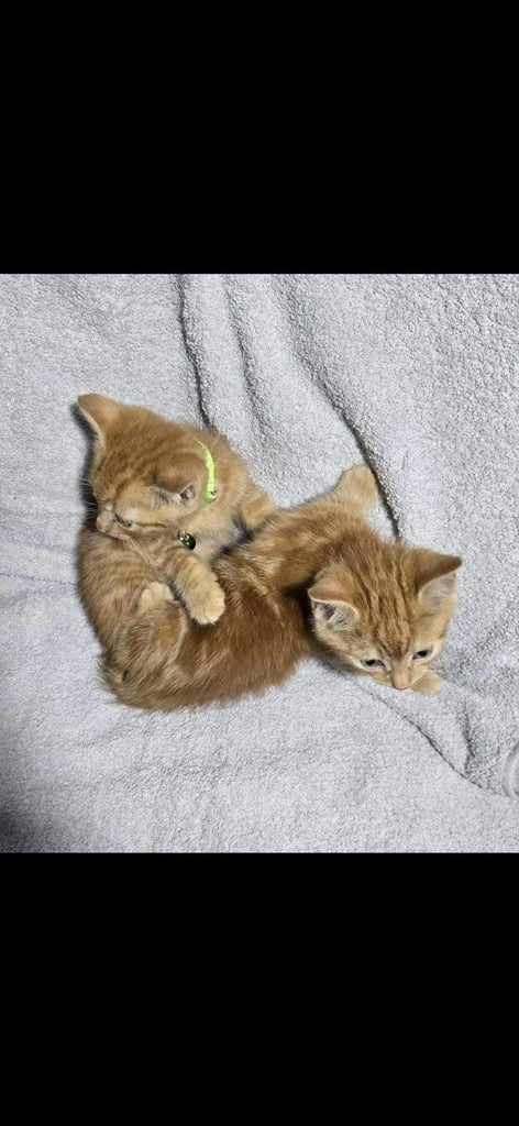 image for Ginger British Longhair boys