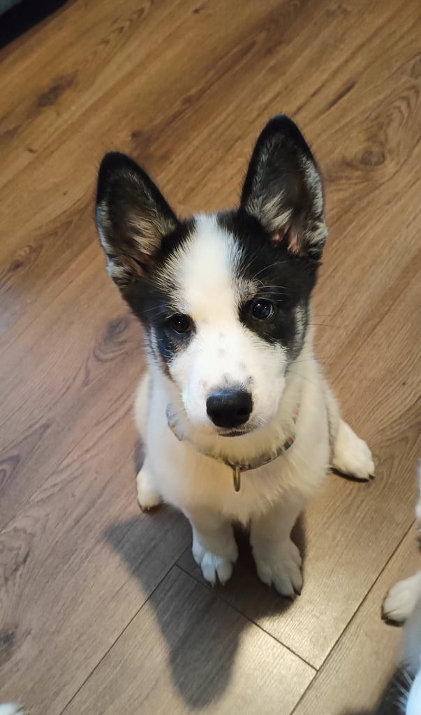 Samusky puppy female