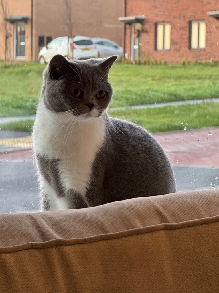Blue BSH female cat 