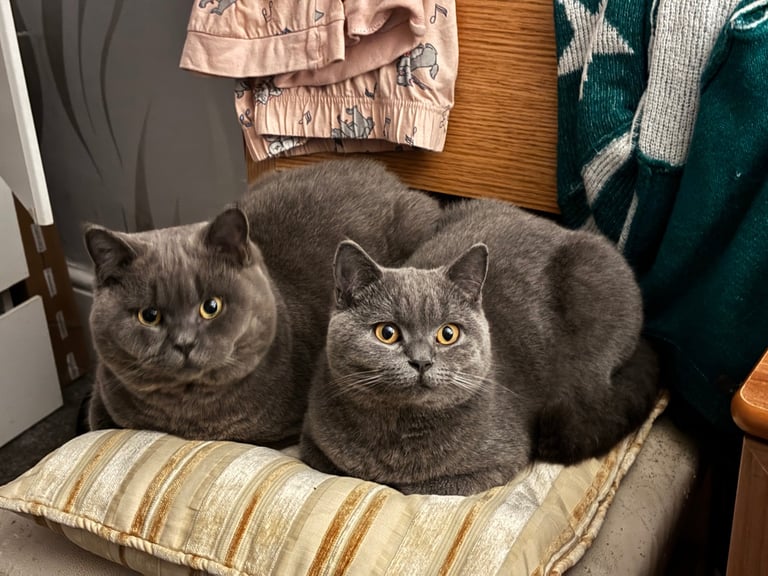 Beautiful British shorthair 