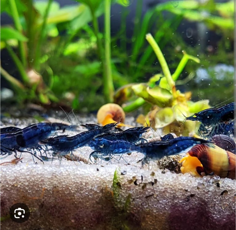 Tropical fish Angelfish,corydoras,super reds long fins plecos,shrimps, and l397 plecos 