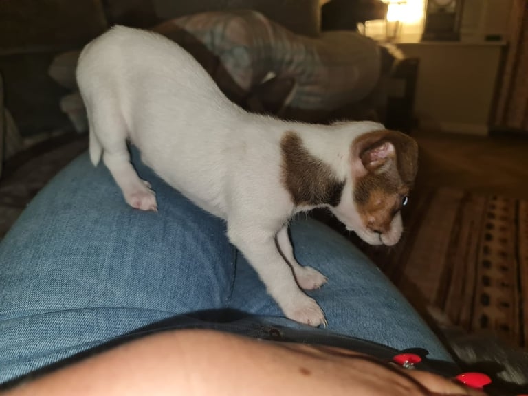 Miniture pomchi puppies 