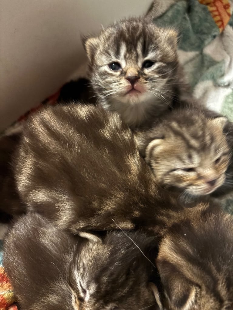 Stunning Kittens domestic x Siberian tabby coloured