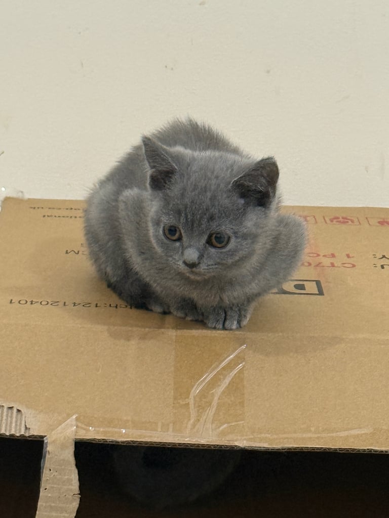 Cute & Playful Kittens Looking for a Loving Family 🏡🐾