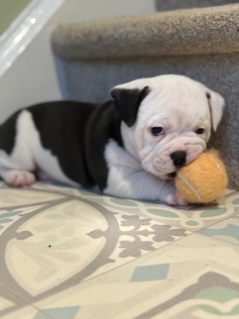 7 Adorable Olde English Bulldog/ French / Pug Bulldog puppies for sale ❤️