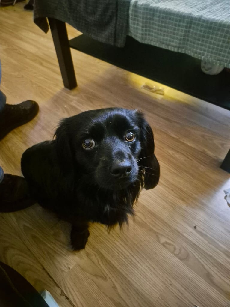 15 month old mixed breed male dog for sale £150