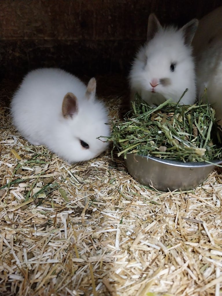 Baby fluffy rabbits 
